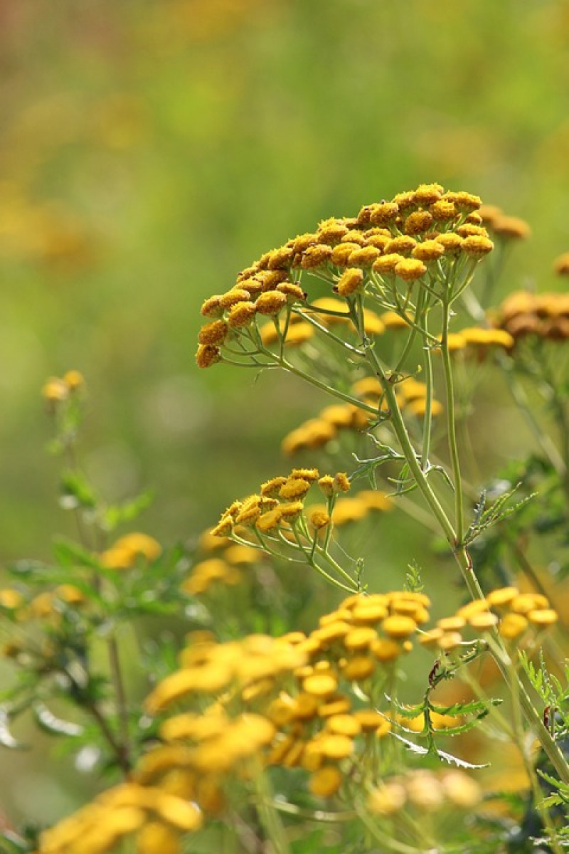 boerenwormkruid - Tanacetum vulgare – laatbloeiende - inheemse vaste -tuinplanten-